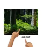Puzzle Farn im Wald